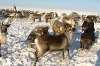 Процент заболеваемости тазовского поголовья оленей низкий, а качество мяса высокое