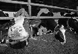 Спрос на говядину растет. Ученые за развитие мясного скотоводства Спрос на говядину растет. Ученые за развитие мясного скотоводства