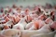 Объём производства свинины в России вырос до рекордного значения