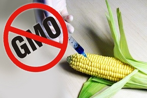 США против разрабатываемых в ЕС правил оборота ГМО