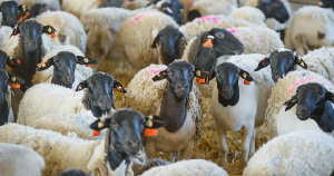 «Мираторг» запустил первую очередь овцеводческого проекта в Тульской области