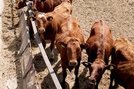 Украина: депуаты предлагают уменьшить экспортные пошлины на живой скот и кожевенное сырье до 5%
