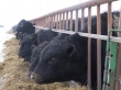 В Воронежской области может открыться крупный центр продаж элитного скота