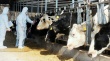 Беларусь ограничила ввоз скота из Китая из-за ящура