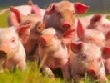 Российский рынок свинины в контексте глобальных тенденций