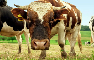 В Томской области сократилось поголовье коров — Томскстат