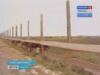 В Нукутском районе разводят коров породы казахская белоголовая