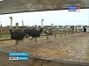 В Ивановской области обитают африканские страусы