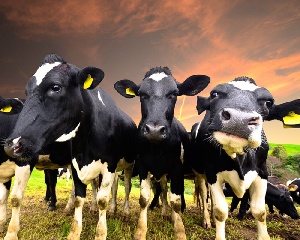 Беларусь запретила ввоз канадского скота из-за коровьего бешенства