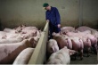 Свиньи разделят Евросоюз. Европейским чиновникам не удалось добиться быстрой отмены запрета на поставки в Россию свинины из Европы