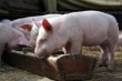 В смоленском селе введен режим ЧС в связи с появлением очага африканской чумы свиней