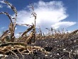 Южноуральские сельхозпроизводители, пострадавшие от засухи, получат помощь в декабре