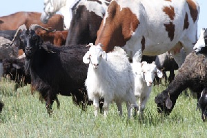 "Мираторг" намерен вложить около 4 млрд. рублей в развитие мясного животноводства в Смоленской области