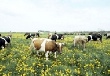 Зейский район будут развивать за счет мясного животноводства
