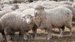Овцеводство – отрасль энтузиастов