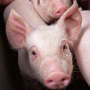 На восстановление поголовья свиней после АЧС на Кубани потребуется год