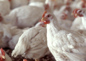 Белорусских кур разведут в Подмосковье.  «Серволюкс» купил производство в России