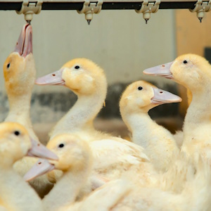 «Дамате» увеличила производство утки на 11% в 2025 году