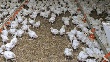 Среднедушевое потребление мяса птицы должно вырасти до 35 кг - Зубков