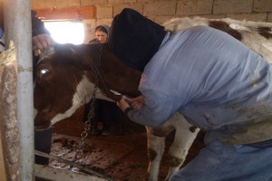 В Иркутской области проводится своевременная поголовная вакцинация животных 