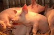 Ouest-France: Российское эмбарго «завалило» Францию жирной свининой