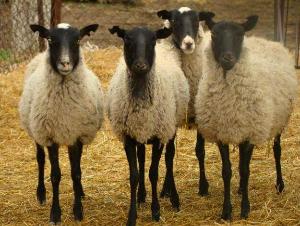 В Ярославской области появился первый племенной завод по разведению овец