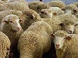 В Башкирии разработана госпрограмма поддержки овцеводства