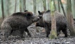 Полному прекращению эпидемии свиной чумы в Латвии мешают дикие кабаны