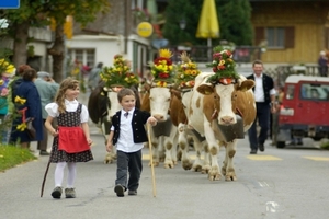 В Швейцарии коров торжественно проводили в стойла