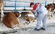 С начала года в Липецкой области снизилось поголовье крупного рогатого скота, но выросло – свиней и коз