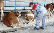 С начала года в Липецкой области снизилось поголовье крупного рогатого скота, но выросло – свиней и коз С начала года в Липецкой области снизилось поголовье крупного рогатого скота, но выросло – свиней и коз