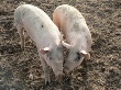 На Ставрополье зафиксировали вспышку африканской чумы свиней
