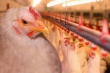 Аргентина: обанкротившаяся птицефабрика Cresta Roja продолжит свою работу