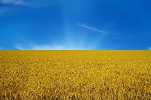 Минагропрод Украины обнародовал проект закона о поэтапном переходе аграриев на общую систему обложения НДС