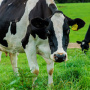 В Ингушетии восстанавливают молочно-мясную ферму после простоя