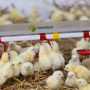 Минсельхоз предлагает продлить господдержку племенного птицеводства