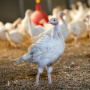 Тюменское правительство: новый репродуктор в 10 раз сократит импорт яйца индейки в РФ