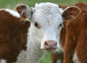 Минсельхоз: продажа племмолодняка КРС отечественной репродукции составила более 117 тыс. голов