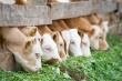Пензенская область – лидер по производству мяса и по надою молока на 1 корову