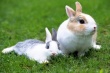 Первая очередь агрокомплекса по разведению кроликов и уток стоимостью 350 млн руб. введена на Кубани
