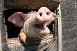 Приморье собирается накормить мясом весь Дальний Восток, Японию и Корею