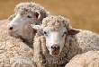 Более 60 элитных племенных животных представит Ставрополье на выставке «Золотая осень-2012 Более 60 элитных племенных животных представит Ставрополье на выставке «Золотая осень-2012