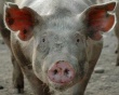 В Ленинградской области в рамках борьбы с АЧС уничтожают поголовье свиней