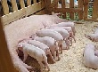 Поголовье крупного скота на Кубани уменьшилось, к 1 июня не досчитались 28% свиней