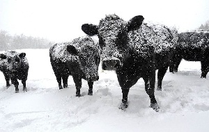 В Туве стабильно завершается зимовка скота