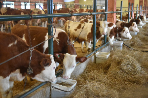 В Хабаровском районе развивают мясное скотоводство