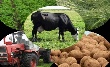 Спад сельхозпроизводства наблюдается в Приморье Спад сельхозпроизводства наблюдается в Приморье