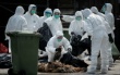 В Гонконге началась массовая ликвидация кур в связи с обнаружением в мясе птицы смертельного вируса H7N9