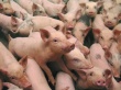 CME: экспортный спрос будет важным фактором для свиной промышленности США