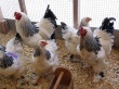 Россия запретила транзит живой птицы и продукции птицеводства из США